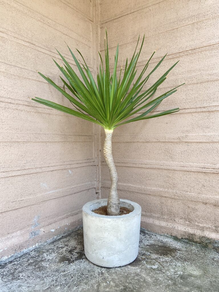 yucca plant